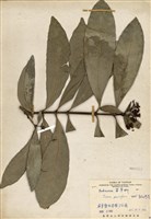 藏品(白仙丹花)的圖片